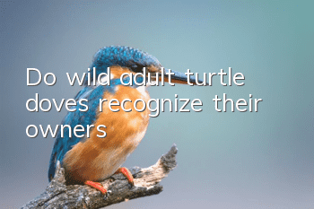 Do wild adult turtle doves recognize their owners?