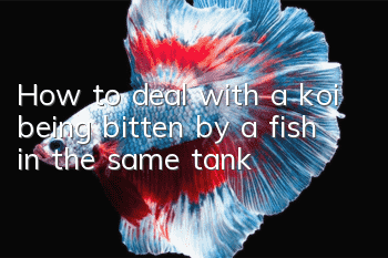 How to deal with a koi being bitten by a fish in the same tank