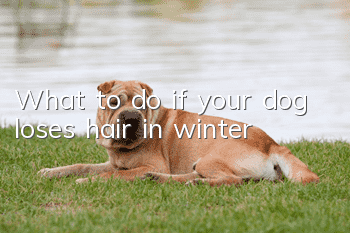 What to do if your dog loses hair in winter