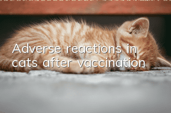 Adverse reactions in cats after vaccination