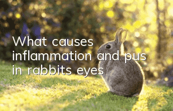 What causes inflammation and pus in rabbit’s eyes?