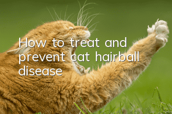 How to treat and prevent cat hairball disease