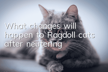 What changes will happen to Ragdoll cats after neutering?