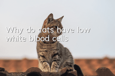 Why do cats have low white blood cells?