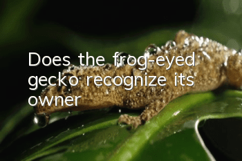 Does the frog-eyed gecko recognize its owner?