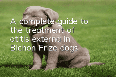 A complete guide to the treatment of otitis externa in Bichon Frize dogs