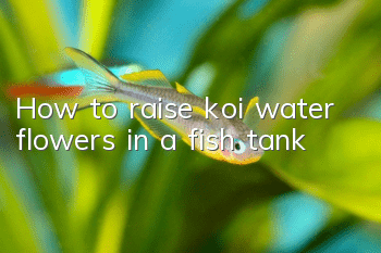 How to raise koi water flowers in a fish tank