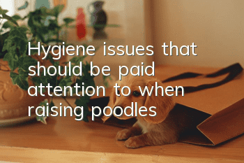 Hygiene issues that should be paid attention to when raising poodles