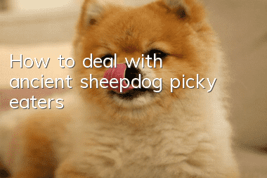 How to deal with ancient sheepdog picky eaters