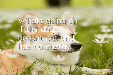 What's going on if the dog doesn't eat and has no energy?