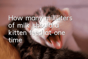 How many milliliters of milk should a kitten feed at one time?