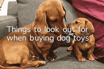 Things to look out for when buying dog toys