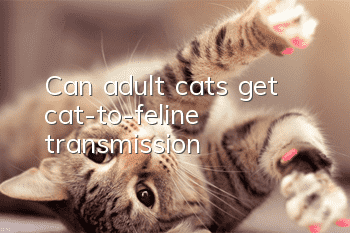 Can adult cats get cat-to-feline transmission?