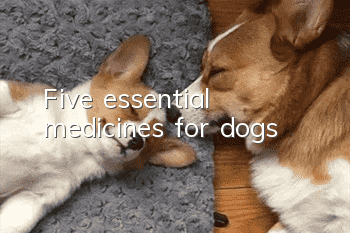 Five essential medicines for dogs