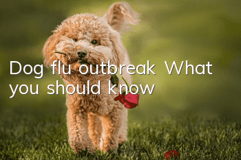 Dog flu outbreak: What you should know