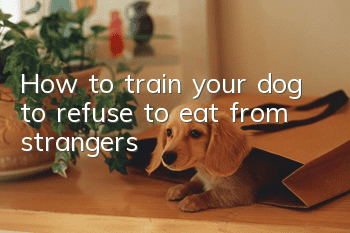 How to train your dog to refuse to eat from strangers