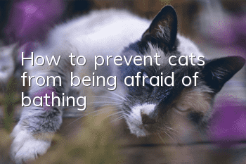 How to prevent cats from being afraid of bathing