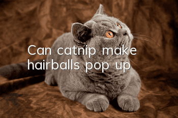 Can catnip make hairballs pop up?