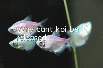 Why can’t koi be released?