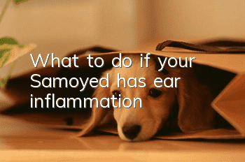 What to do if your Samoyed has ear inflammation