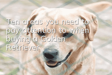 Ten areas you need to pay attention to when buying a Golden Retriever