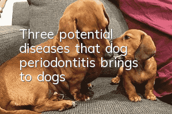 Three potential diseases that dog periodontitis brings to dogs