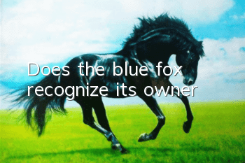 Does the blue fox recognize its owner?