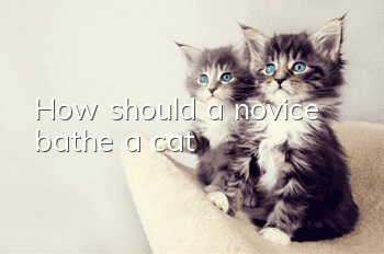 How should a novice bathe a cat?