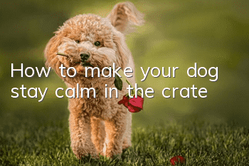 How to make your dog stay calm in the crate