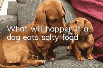 What will happen if a dog eats salty food?