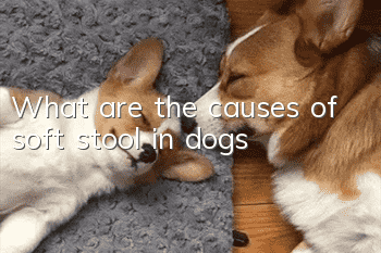 What are the causes of soft stool in dogs?