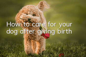 How to care for your dog after giving birth
