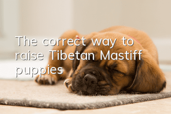 The correct way to raise Tibetan Mastiff puppies