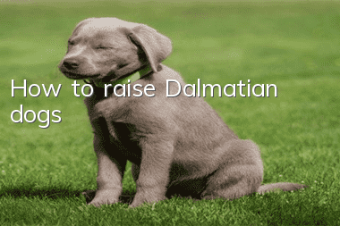 How to raise Dalmatian dogs