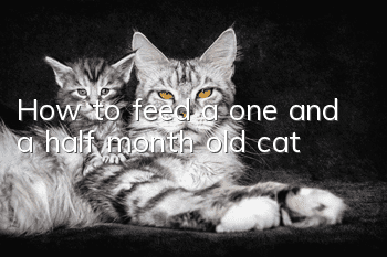 How to feed a one and a half month old cat
