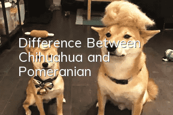 Difference Between Chihuahua and Pomeranian