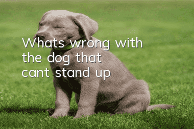 What's wrong with the dog that can't stand up?