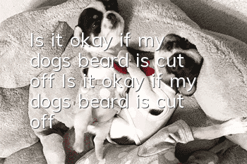 Is it okay if my dog’s beard is cut off? Is it okay if my dog’s beard is cut off?