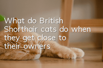 What do British Shorthair cats do when they get close to their owners?