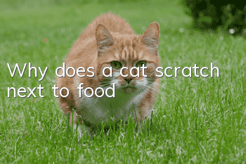Why does a cat scratch next to food?