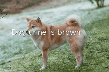 Dog urine is brown