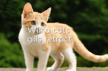 Will a cat's gills retract?