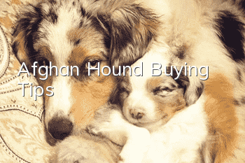 Afghan Hound Buying Tips