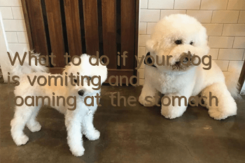 What to do if your dog is vomiting and foaming at the stomach