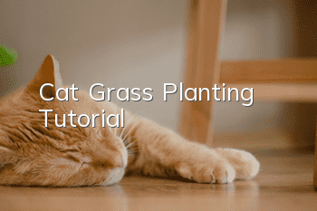 Cat Grass Planting Tutorial