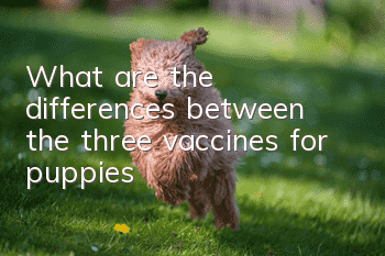 What are the differences between the three vaccines for puppies?
