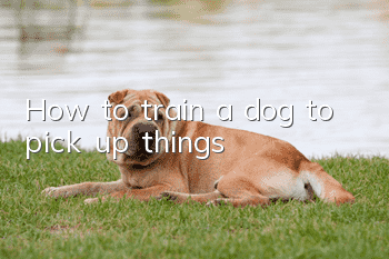 How to train a dog to pick up things