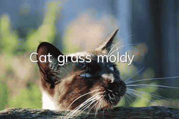 Cat grass moldy