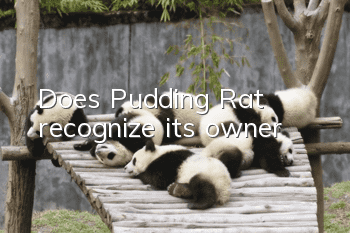Does Pudding Rat recognize its owner?