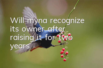 Will myna recognize its owner after raising it for two years?